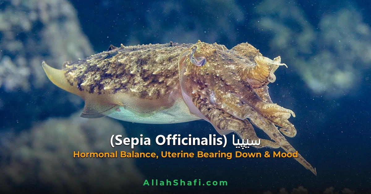 سیپیا (Sepia) — مکمل ہومیوپیتھک گائیڈ | علامات، موڈیلٹیز، خوراک اور ادویاتی تعلقات