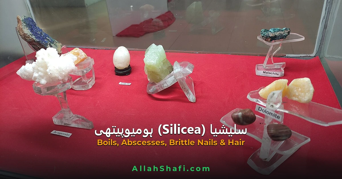 سلیشیا (Silicea) — مکمل ہومیوپیتھک گائیڈ | علامات، موڈیلٹیز، خوراک اور ادویاتی تعلقات