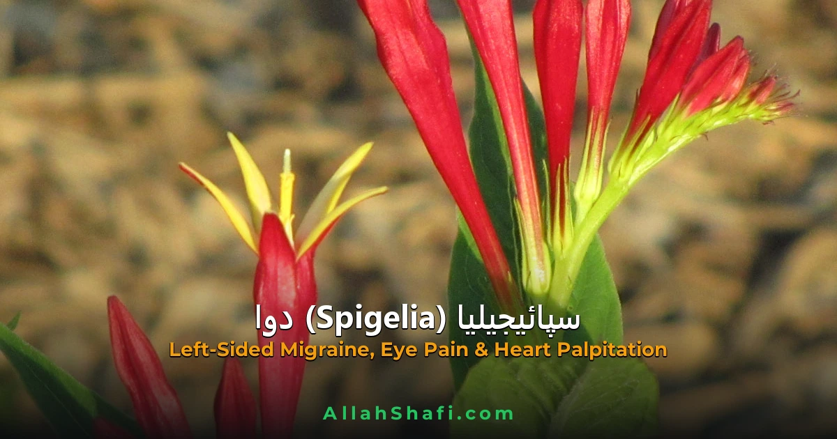 Spigelia (Spigelia) — ہومیوپیتھک دوا کا مکمل تعارف