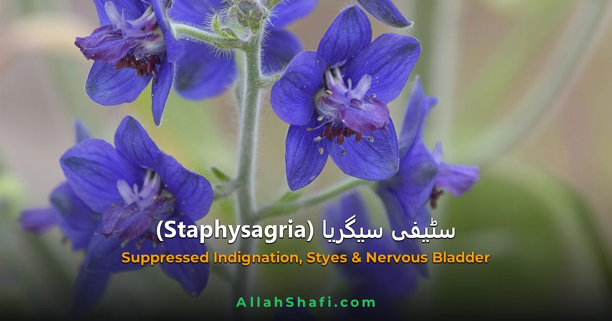سٹیفی سیگریا StaphySagria