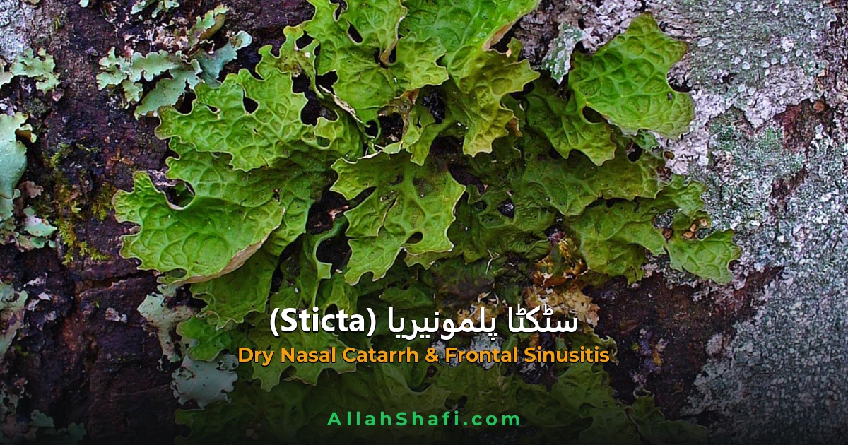 Sticta Pulmonaria (Sticta Pulmonaria) — ہومیوپیتھک دوا کا مکمل تعارف