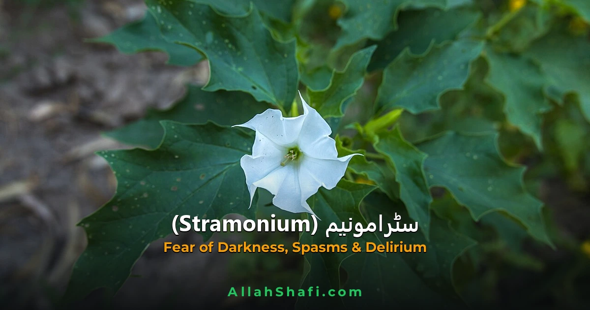 سٹرامونیم (Stramonium) — ہومیوپیتھک دوا کا مکمل تعارف