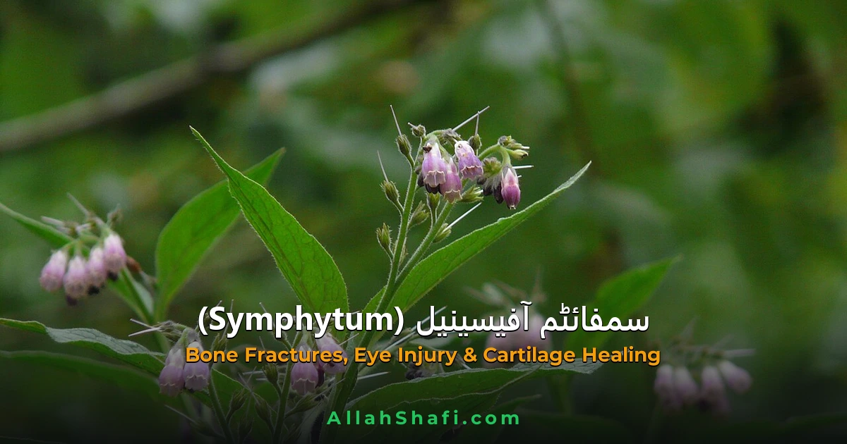 سمفائٹم آفیسینیل (Symphytum Officinale) — ہومیوپیتھک دوا کا مکمل تعارف