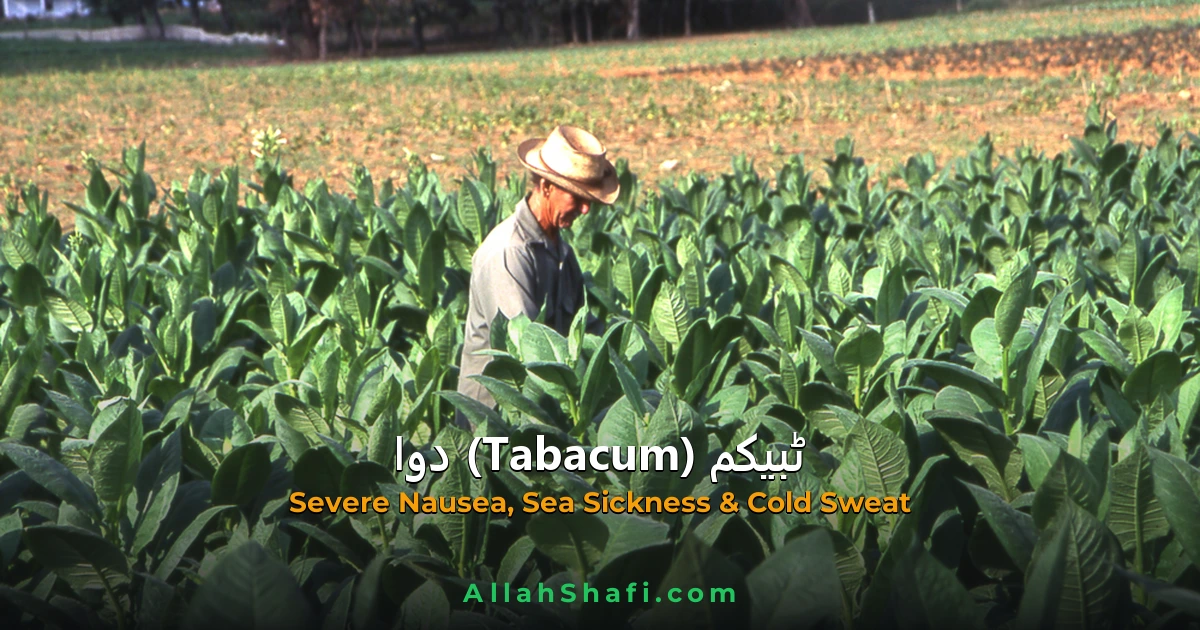 ٹبیکم (Tabacum) — ہومیوپیتھک دوا کا مکمل تعارف