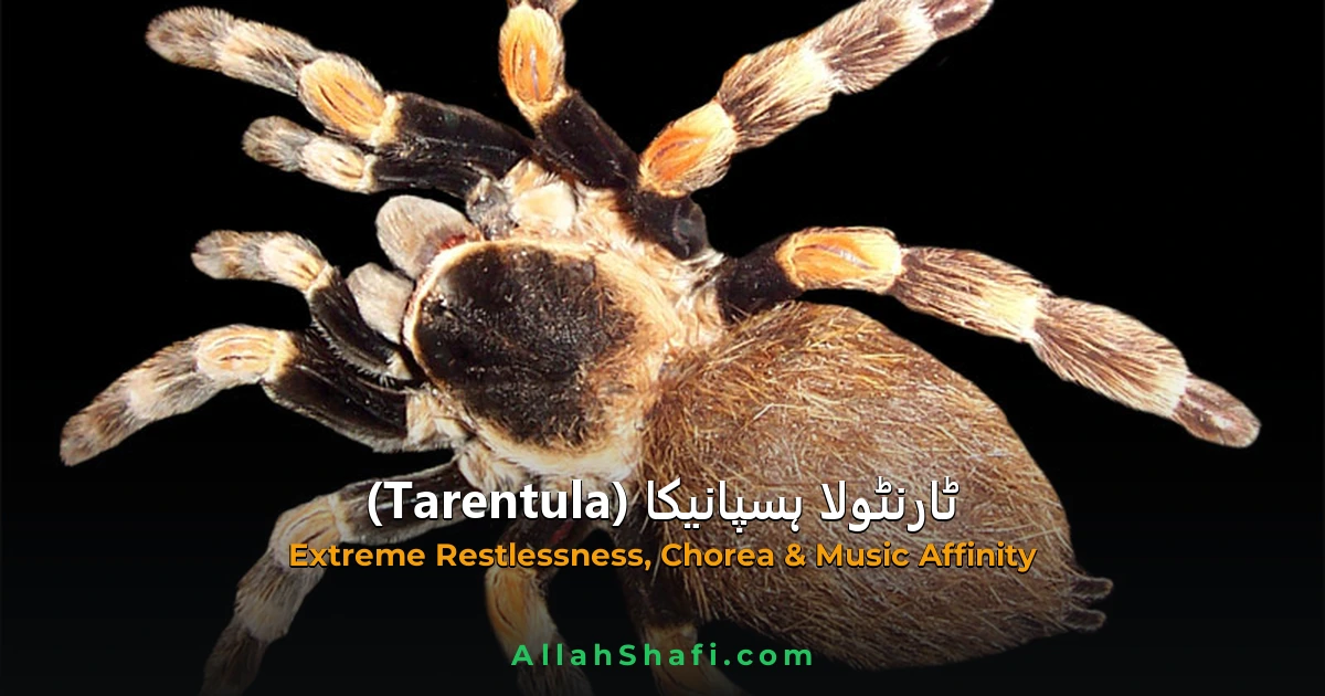 Tarentula Hispanica (Tarentula Hispanica) — ہومیوپیتھک دوا کا مکمل تعارف