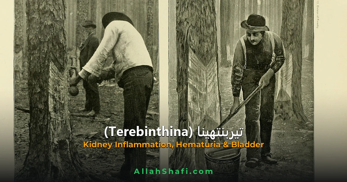 Terebinthina (Terebinthina) — ہومیوپیتھک دوا کا مکمل تعارف