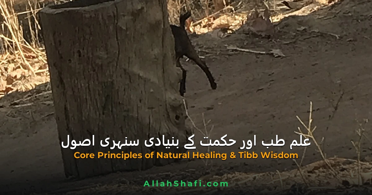 علم طب نكات
