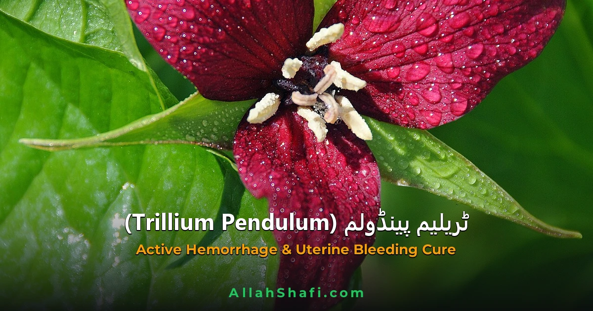 Trillium Pendulum (Trillium Pendulum) — ہومیوپیتھک دوا کا مکمل تعارف