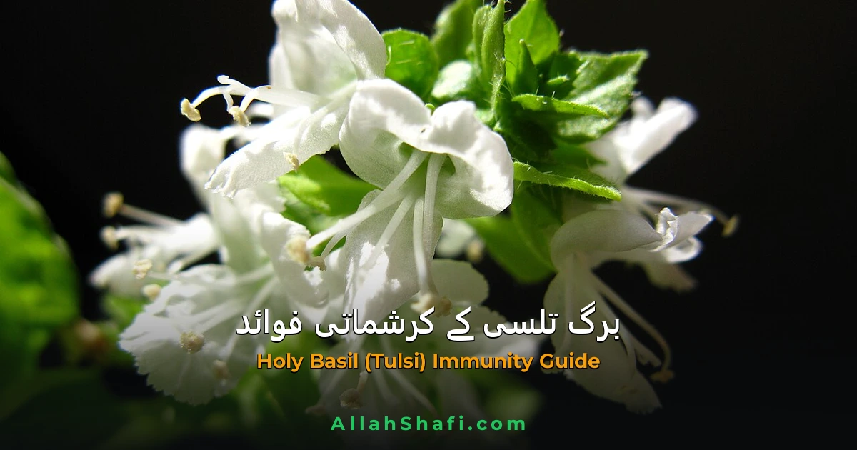 برگِ تلسی (Tulsi / Ocimum Sanctum) — قوتِ مدافعت، نزلہ زکام اور وائرل انفیکشن کا علاج