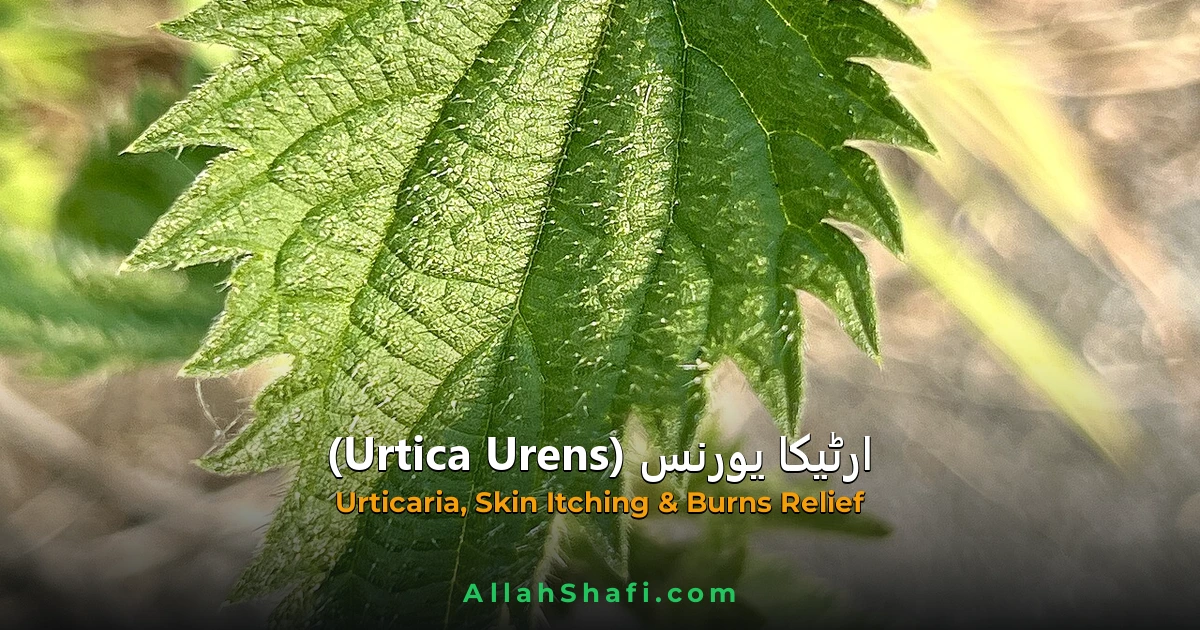 ارٹیکا یورنس (Urtica Urens) — ہومیوپیتھک دوا کا مکمل تعارف