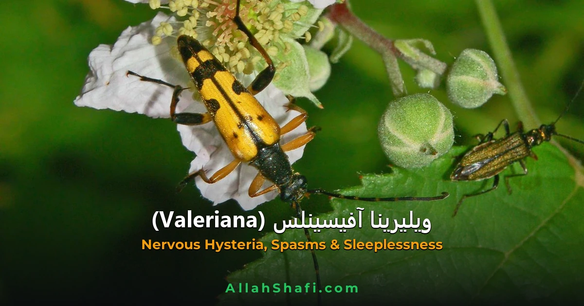 Valeriana Officinalis (Valeriana Officinalis) — ہومیوپیتھک دوا کا مکمل تعارف