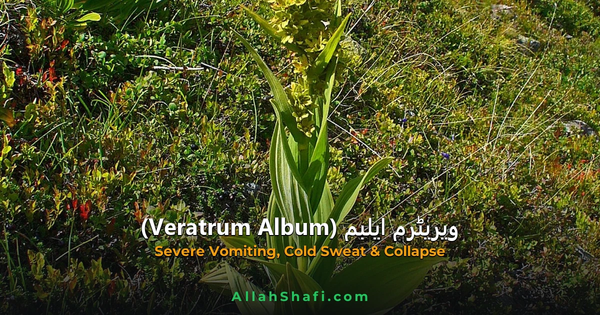 ویریٹرم ایلبم (Veratrum Album) — ہومیوپیتھک دوا کا مکمل تعارف