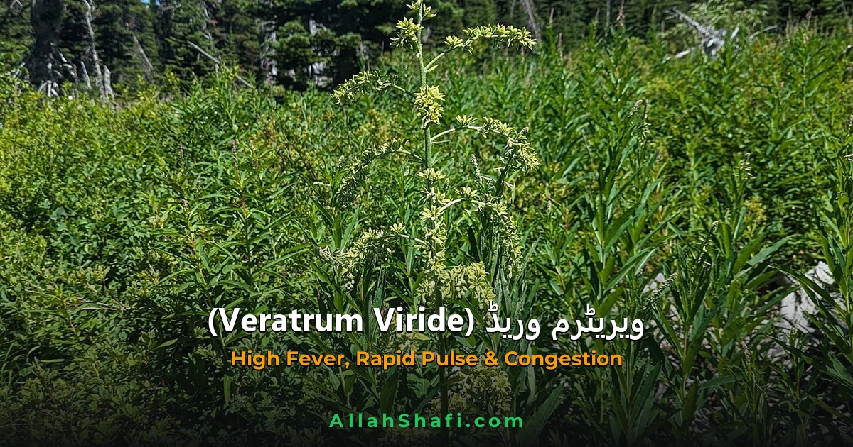 Veratrum Viride (Veratrum Viride) — ہومیوپیتھک دوا کا مکمل تعارف