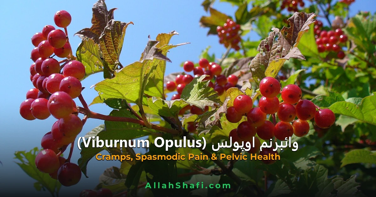 Viburnum Opulus (Viburnum Opulus) — ہومیوپیتھک دوا کا مکمل تعارف