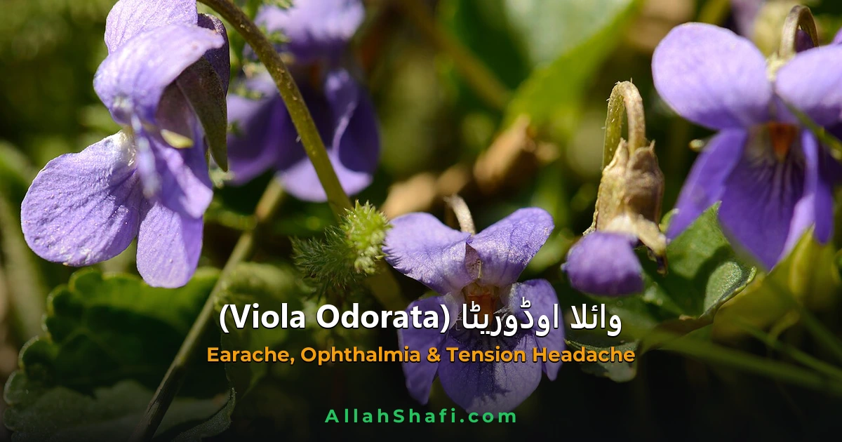Viola Odorata (Viola Odorata) — ہومیوپیتھک دوا کا مکمل تعارف