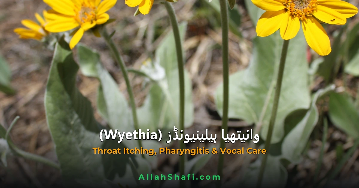 Wyethia Helenioides (Wyethia Helenioides) — ہومیوپیتھک دوا کا مکمل تعارف