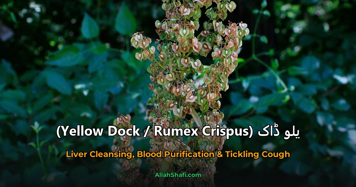 یلو ڈاک (Yellow Dock / Rumex Crispus)